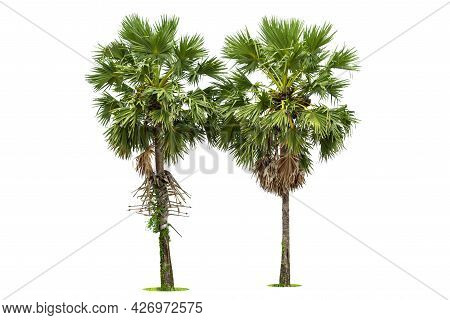 Sugar Palm Tree,  Sugar Palm Trees Or Toddy Palm Isolated On White Background.