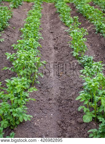 Rows Of Potatoes In The Home Garden. Preparation For Harvesting. Potato Plants In Rows On A Kitcheng