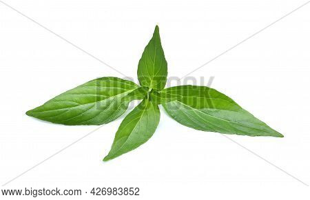 Fresh Andrographis Paniculata  Isolated On White Background