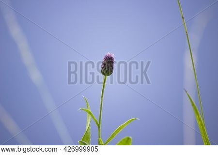 Blooming Green Plant On A Beautiful Background