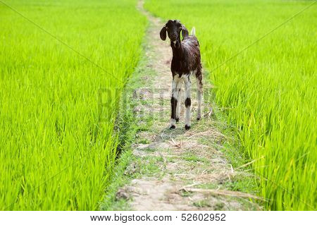 Baby goat at rice field. South India