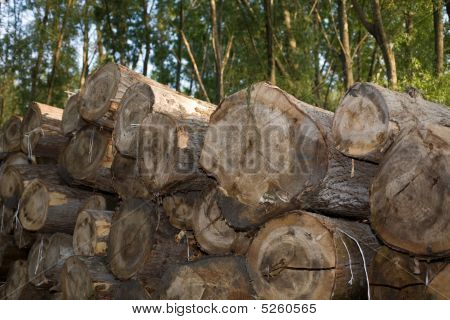 Rädda skogen