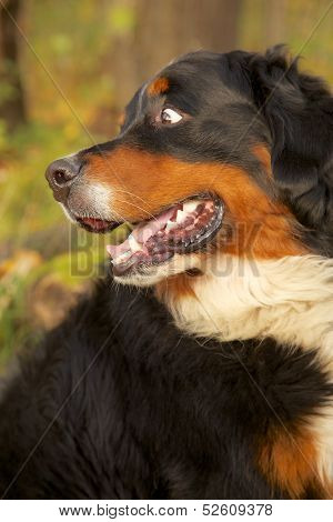 Bernese Mountain Dog Looks Back