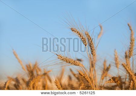 领域的小麦