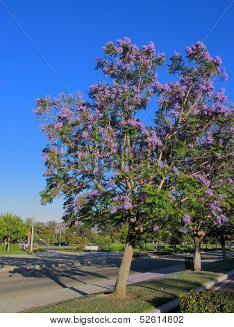 Alley of Jacaranda Trees