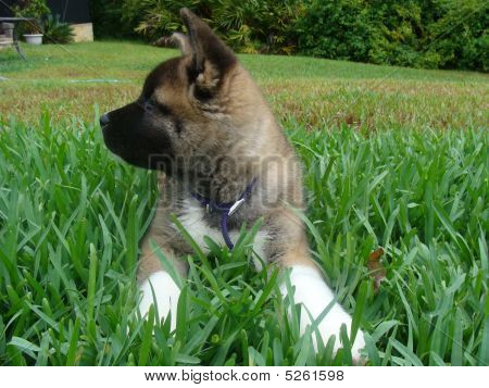 Akita hvalp