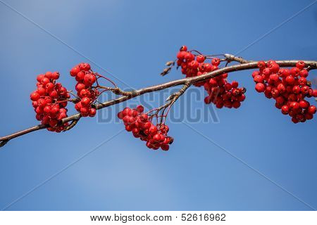 Detail Of Rowan Berries (sorbus Aucuparia)