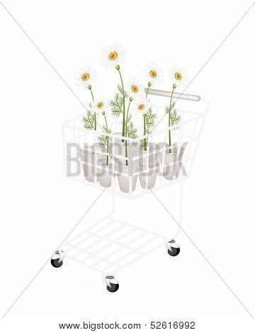 Lovely Fresh Chamomile In A Shopping Cart
