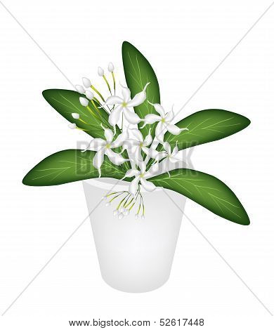 An Illustration of Cape Jasmine in A Flower Pot