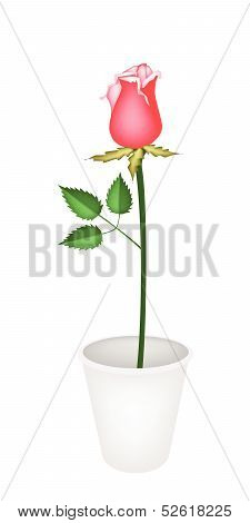 A Beautiful Red Rose In Flower Pot
