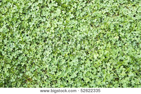Clover