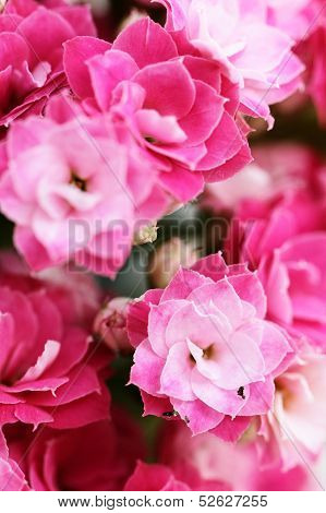 Kalanchoe Flower Blossoms