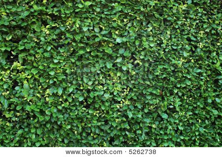 Tausta Hedge