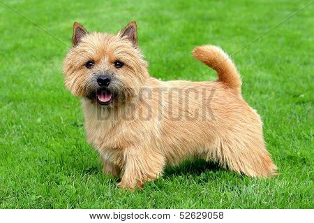 The Typical Norwich Terrier On A Green Grass Lawn