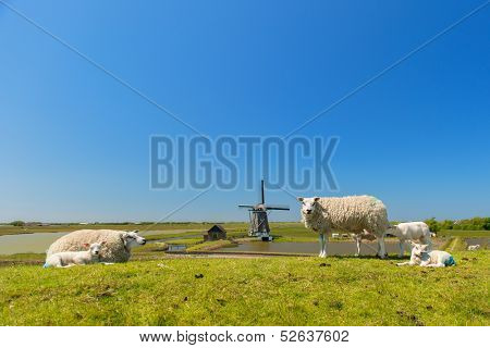 Sheep and windmill and wild flowers at Dutch wadden island Texel