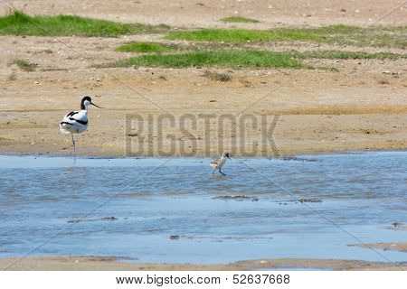 standing bird Pied avocet with baby bird walking in nature water
