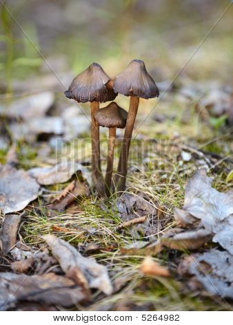 Helmlinge Pilze