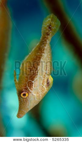 Štíhlé Filefish