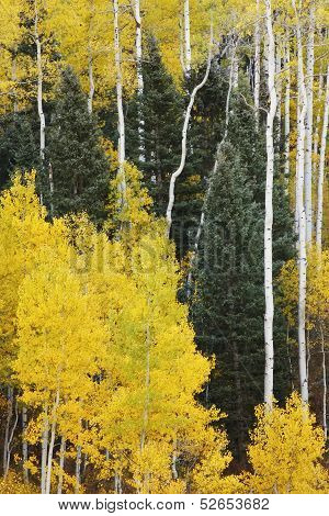 Aspen Trees With Fall Color, San Juan National Forest, Colorado