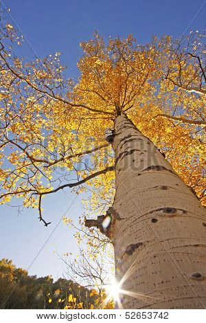 Aspen Trees With Fall Color, San Juan National Forest, Colorado