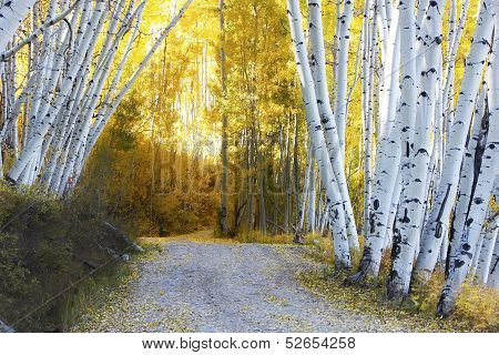 Aspen Forest In A Fall, Colorado