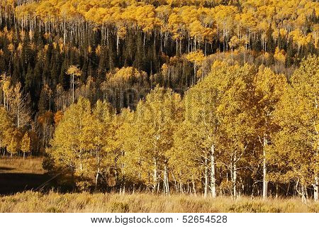 Aspen Trees With Fall Color, San Juan National Forest, Colorado