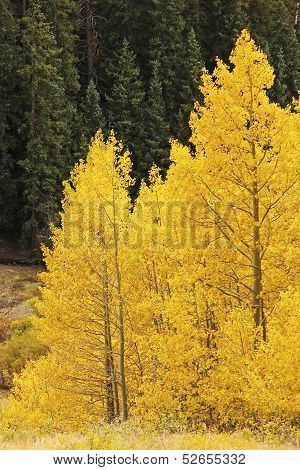 Aspen Trees With Fall Color, San Juan National Forest, Colorado