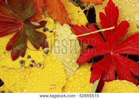 Close Up Of Colorful Leafs With Fall Color