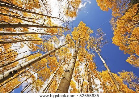 Aspen Trees With Fall Color, San Juan National Forest, Colorado
