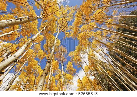 Aspen Trees With Fall Color, San Juan National Forest, Colorado