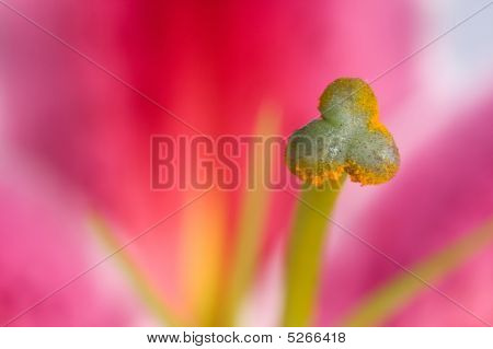 Blomster Lily