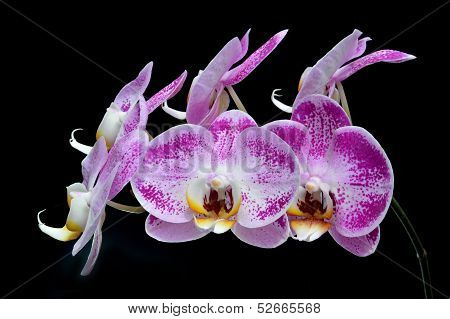 Moon's Orchid (phalaenopsis Amabilis)