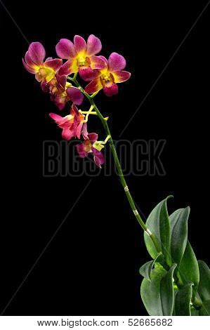 Dendrobium Orchid