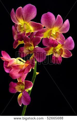 Dendrobium Orchid