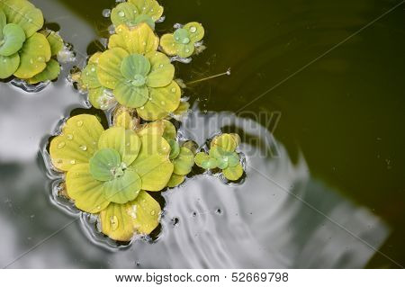 Pond Plants