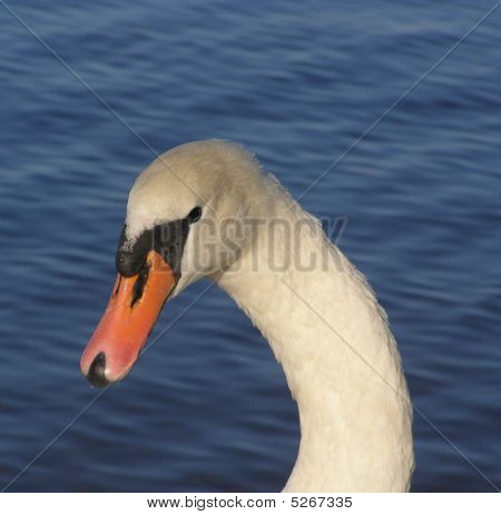 Hattyú (cygnus Olor)