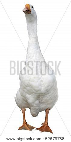 domestic goose isolated on white background