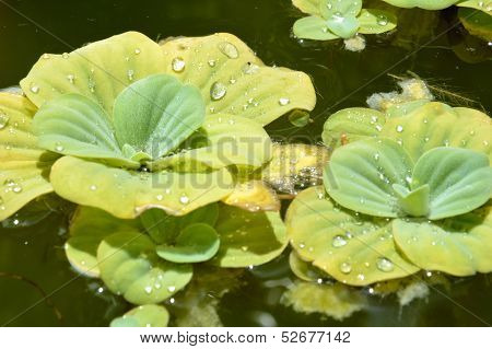 Pond Plants