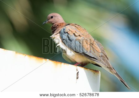 Stretopelia Senegalensis - Laughing Dove On A Breezy Day