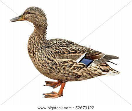 Female Mallard, standing in front of white background