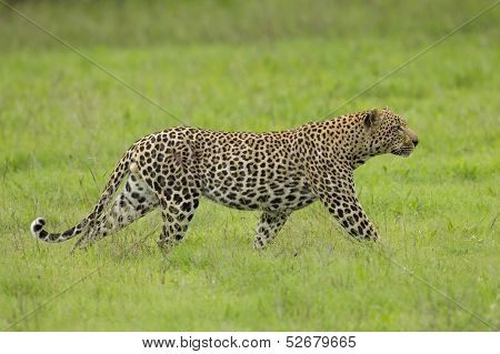 Male African Leopard Stalking In South Africa