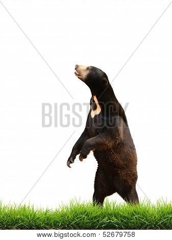 Malayan Sun Bear With Green Grass Isolated