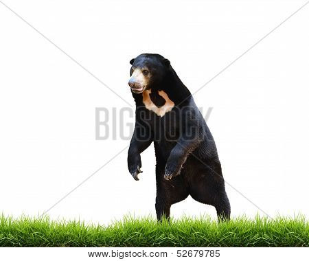 Malayan Sun Bear With Green Grass Isolated