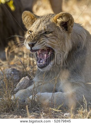 A Young Male Lion Snarling, South Africa