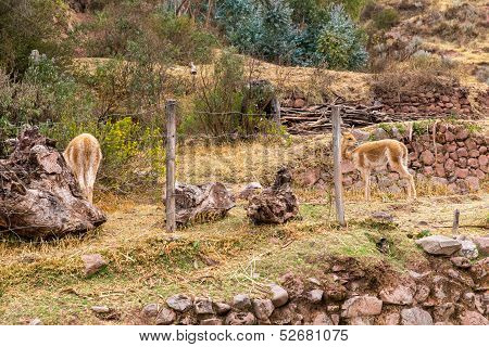 Peruvian Alpaca. Farm Of Llama,alpaca,vicuna In Peru,south America. Andean Animal.alpaca Is South Am