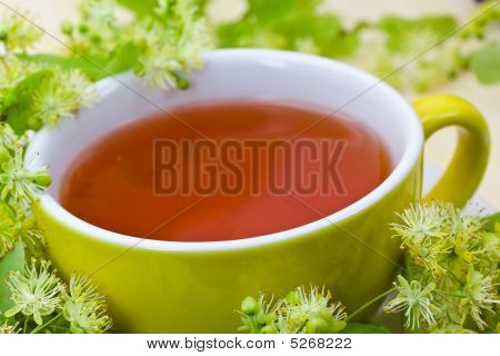 新鮮なお茶のライム花 - シナノキ Platyphyllos