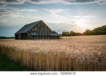 Abandoned Shack In The Field