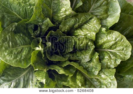Blomstrende salat