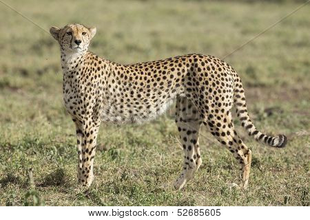 Female Cheetah (acinonyx Jubatus) In Tanzania