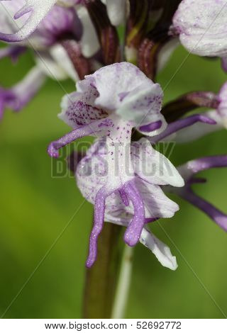 Monkey Orchid